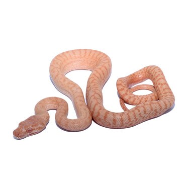 Albino Zebra Carpet Python